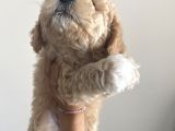 Anne Altı Dişi Maltipoo 1.5 Aylık Yavru