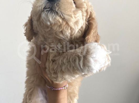 Anne Altı Dişi Maltipoo 1.5 Aylık Yavru görsel