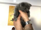 Scottish Fold Dişi 2 Aylık Yavru Kedi Ankara Çankaya