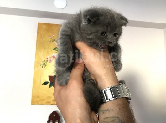 Scottish Fold Dişi 2 Aylık Yavru Kedi Ankara Çankaya