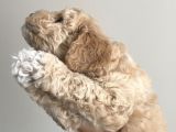 Anne Altı Dişi Maltipoo 1.5 Aylık Yavru