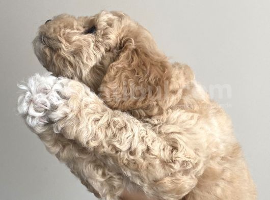Anne Altı Dişi Maltipoo 1.5 Aylık Yavru görsel