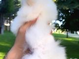 Kusursuz Karbeyaz Pomeranian Boo