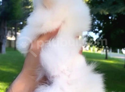 Kusursuz Karbeyaz Pomeranian Boo görsel