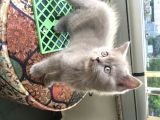 Safkan British Shorthair Yavrular