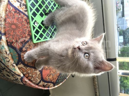 Safkan British Shorthair Yavrular görsel