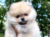 Pomeranian Boo