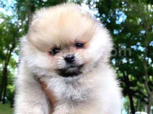 Pomeranian Boo