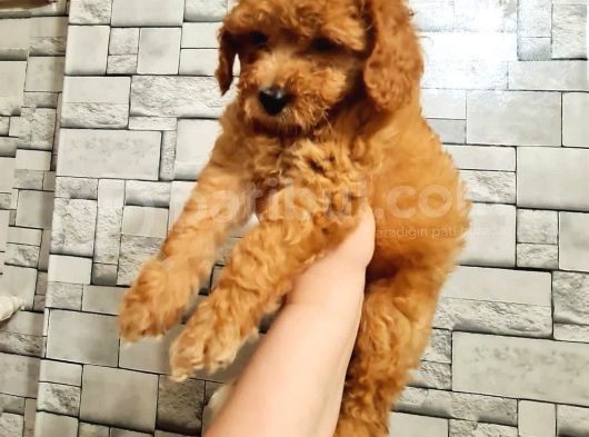 Toy Poodle Dişi görsel