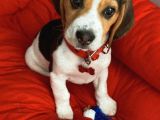 4 Aylık Safkan Beagle Yavru
