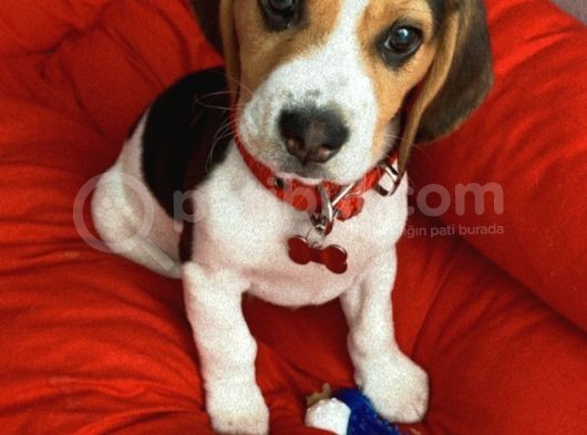 4 Aylık Safkan Beagle Yavru