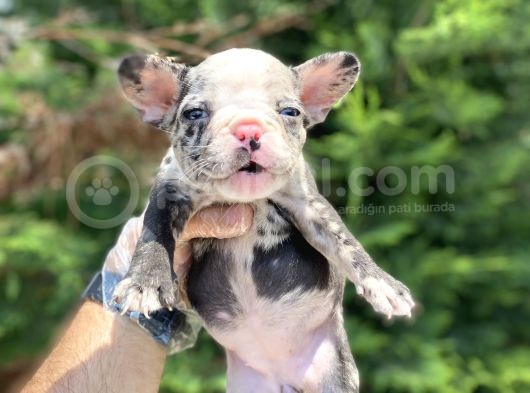 Merle French Bulldog Nadi̇r Renk Bebeği̇mi̇z görsel