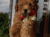Red Toypoodle Yavrularımız