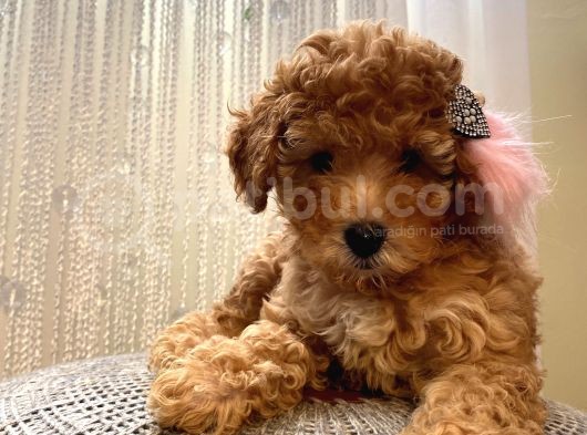Red Toypoodle Yavrularımız görsel