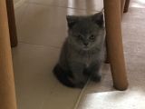 Safkan British Shorthair Yavrular