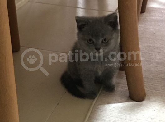 Safkan British Shorthair Yavrular görsel