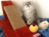 A+++ Kalitede Safkan Chinchilla Prensim