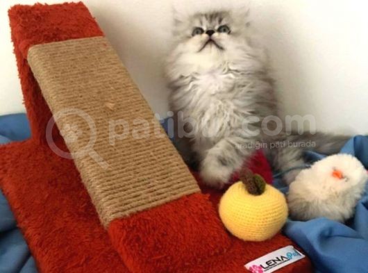 A+++ Kalitede Safkan Chinchilla Prensim görsel