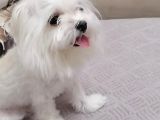 Tüy Yumağımıza Yeni Arkadaş 0 Numara Teacup Maltese
