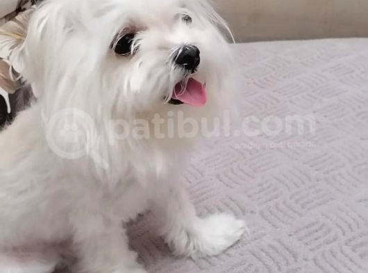 Tüy Yumağımıza Yeni Arkadaş 0 Numara Teacup Maltese