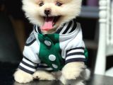 Teddy Bear Pomerani̇an Boo