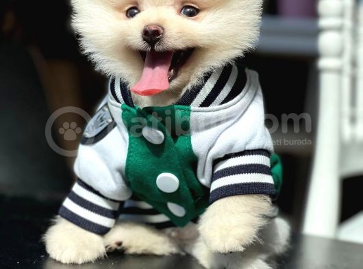 Teddy Bear Pomerani̇an Boo görsel