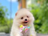 Safkan Teddy Bear Pomeranian Yavruları