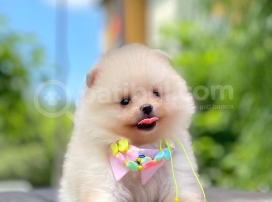 Safkan Teddy Bear Pomeranian Yavruları görsel