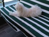 Tüy Yumağımıza Yeni Arkadaş 0 Numara Teacup Maltese