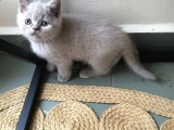 Safkan British Shorthair Yavrular