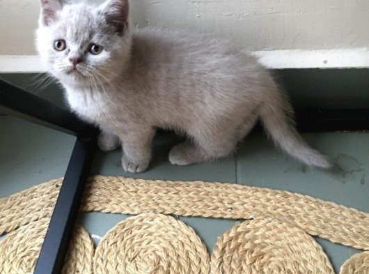 Safkan British Shorthair Yavrular görsel