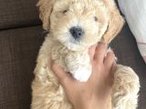 Anne Altı Dişi Maltipoo 1.5 aylık yavru