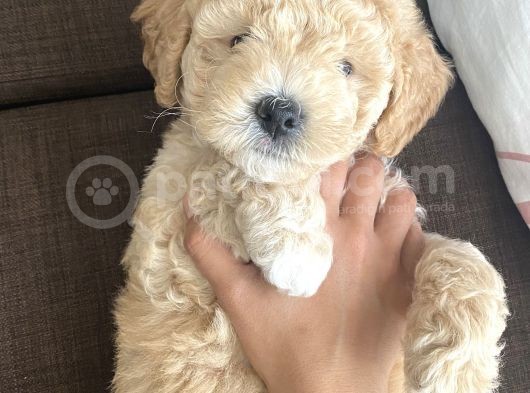 Anne Altı Dişi Maltipoo 1.5 Aylık Yavru