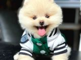 Teddy Bear Pomerani̇an Boo