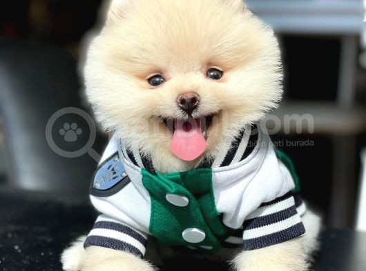 Teddy Bear Pomerani̇an Boo