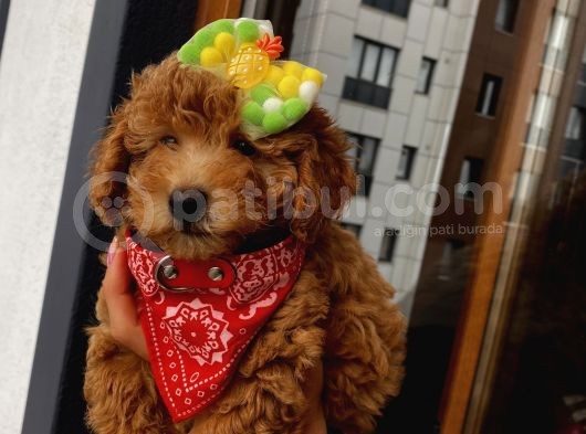 Red Toypoodle Yavrularımız görsel