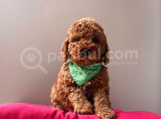 Safkan Toy Poddle görsel