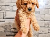 Toy Poodle