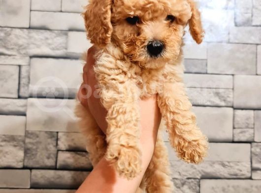 Toy Poodle görsel