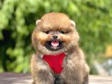Safkan Teddy Bear Pomeranian Yavruları