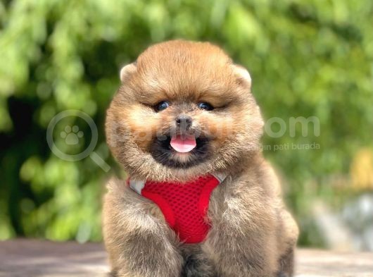 Safkan Teddy Bear Pomeranian Yavruları görsel