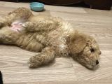 Anne Altı Dişi Maltipoo 1.5 Aylık Yavru