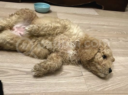 Anne Altı Dişi Maltipoo 1.5 Aylık Yavru görsel