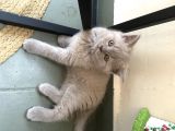 Safkan British Shorthair Yavrular