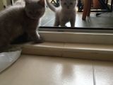 Safkan British Shorthair Yavrular