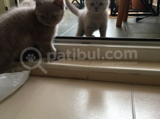 Safkan British Shorthair Yavrular görsel
