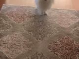 Tüy Yumağımıza Yeni Arkadaş 0 Numara Teacup Maltese