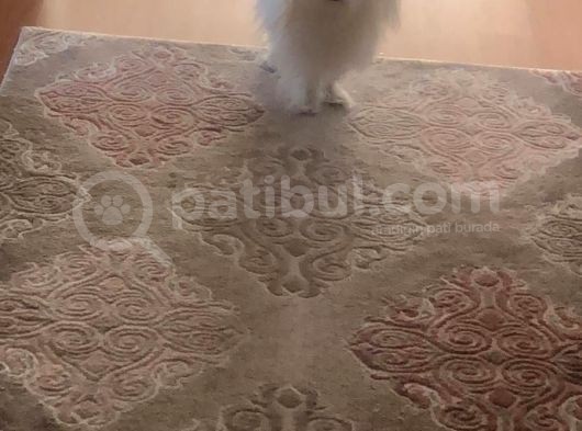 Tüy Yumağımıza Yeni Arkadaş 0 Numara Teacup Maltese görsel