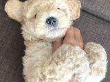 Anne Altı Dişi Maltipoo 1.5 Aylık Yavru