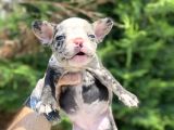 Merle French Bulldog Nadi̇r Renk Bebeği̇mi̇z